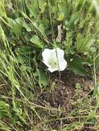 Image of nightblooming false bindweed