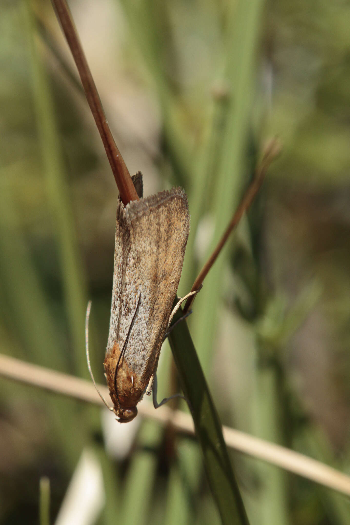 Pterothrixidia rufella Duponchel 1836 resmi