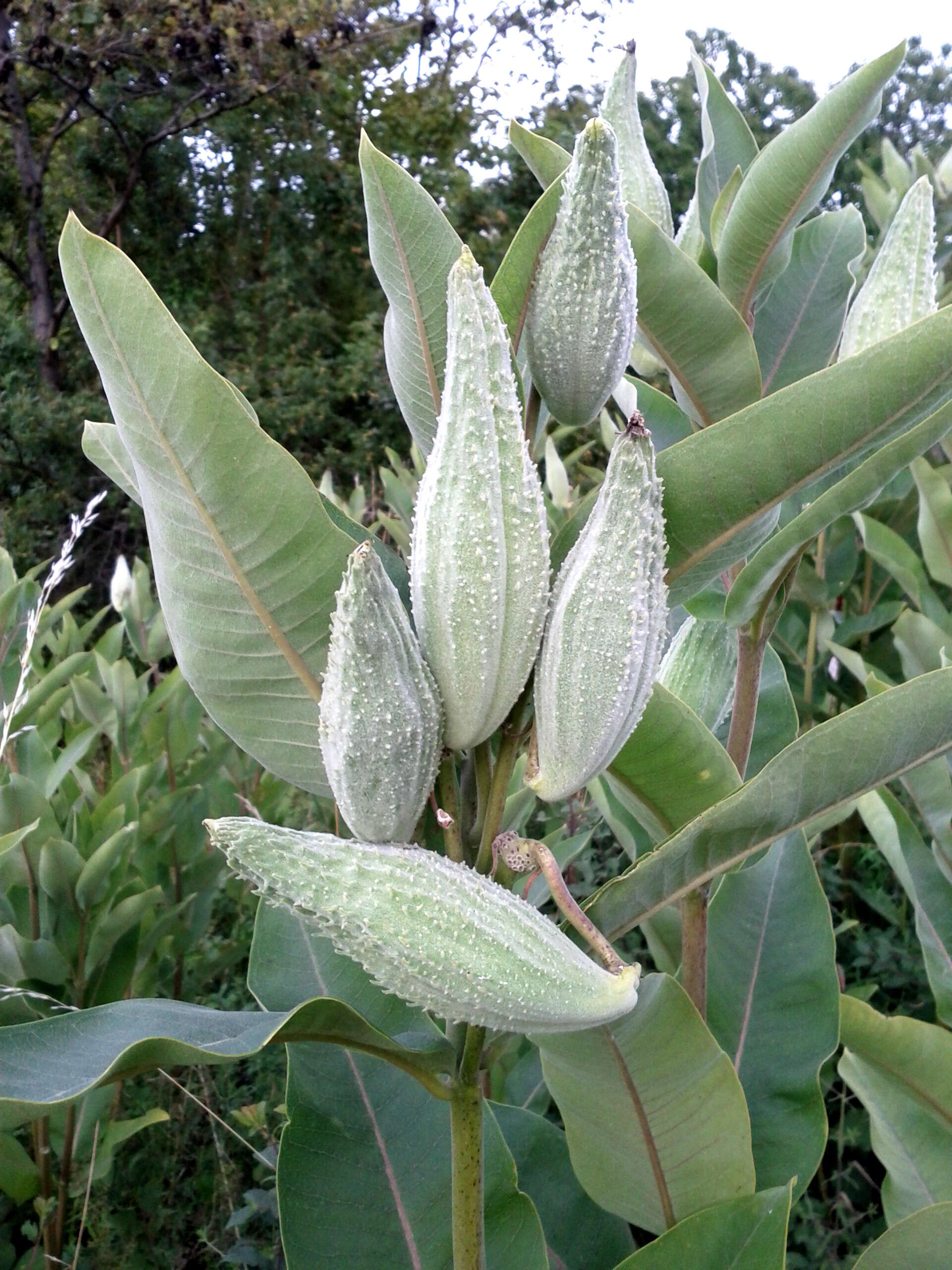 Imagem de Asclepias syriaca L.