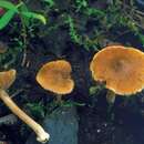 Image of Inocybe saliceticola Vauras & Kokkonen 2008