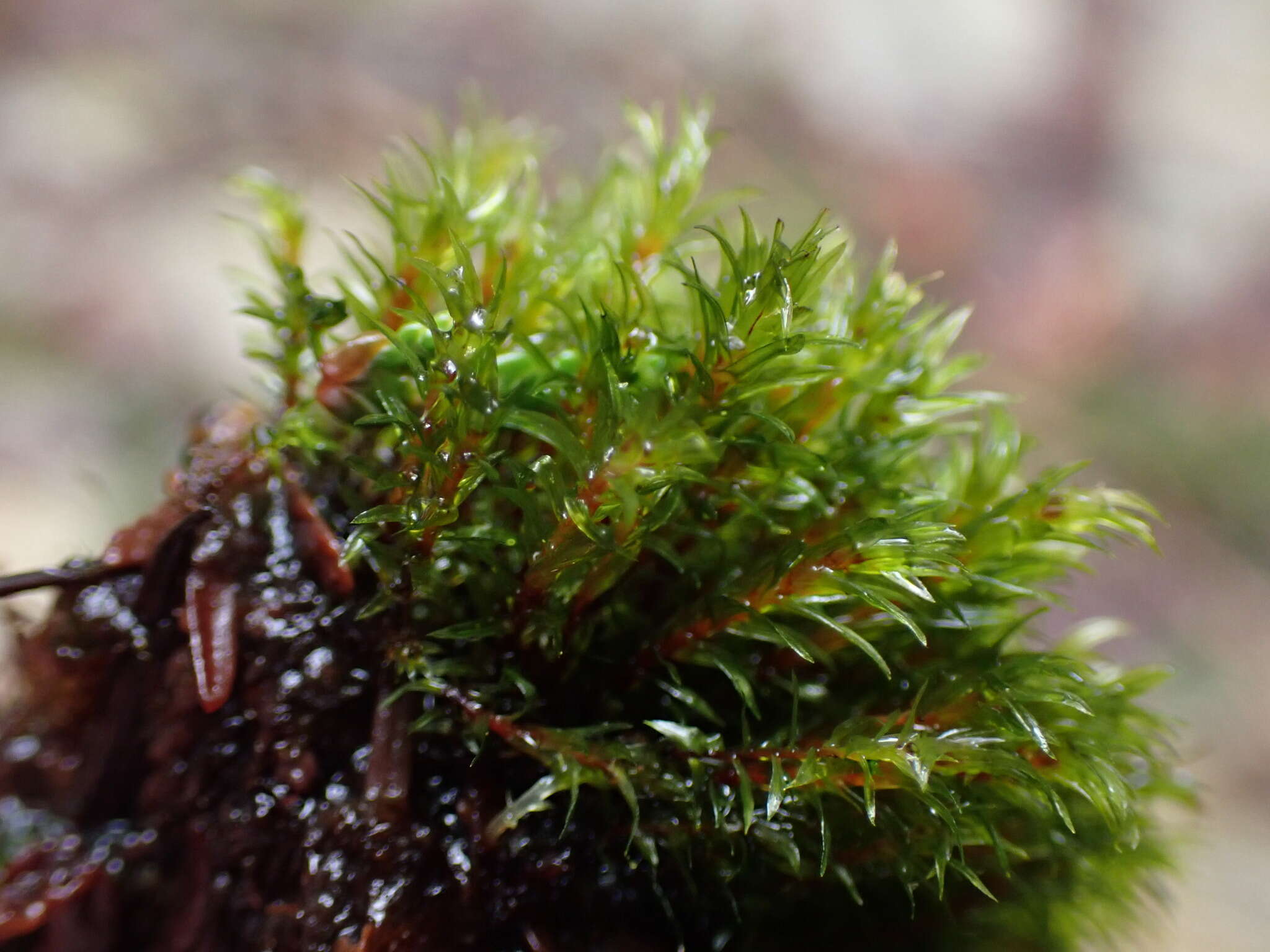 Image of longbract pohlia moss