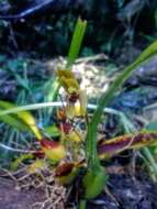 Image of Maxillaria lineolata (Fenzl) Molinari