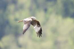 Image of Red Kite