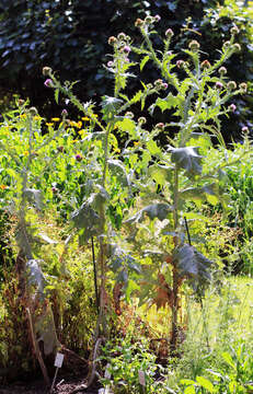 Image of Cotton Thistle