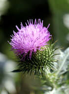 Image of Cotton Thistle