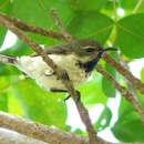 Image of Pemba Sunbird