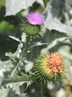 Image of Cotton Thistle