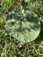 Image of Elephant's ear