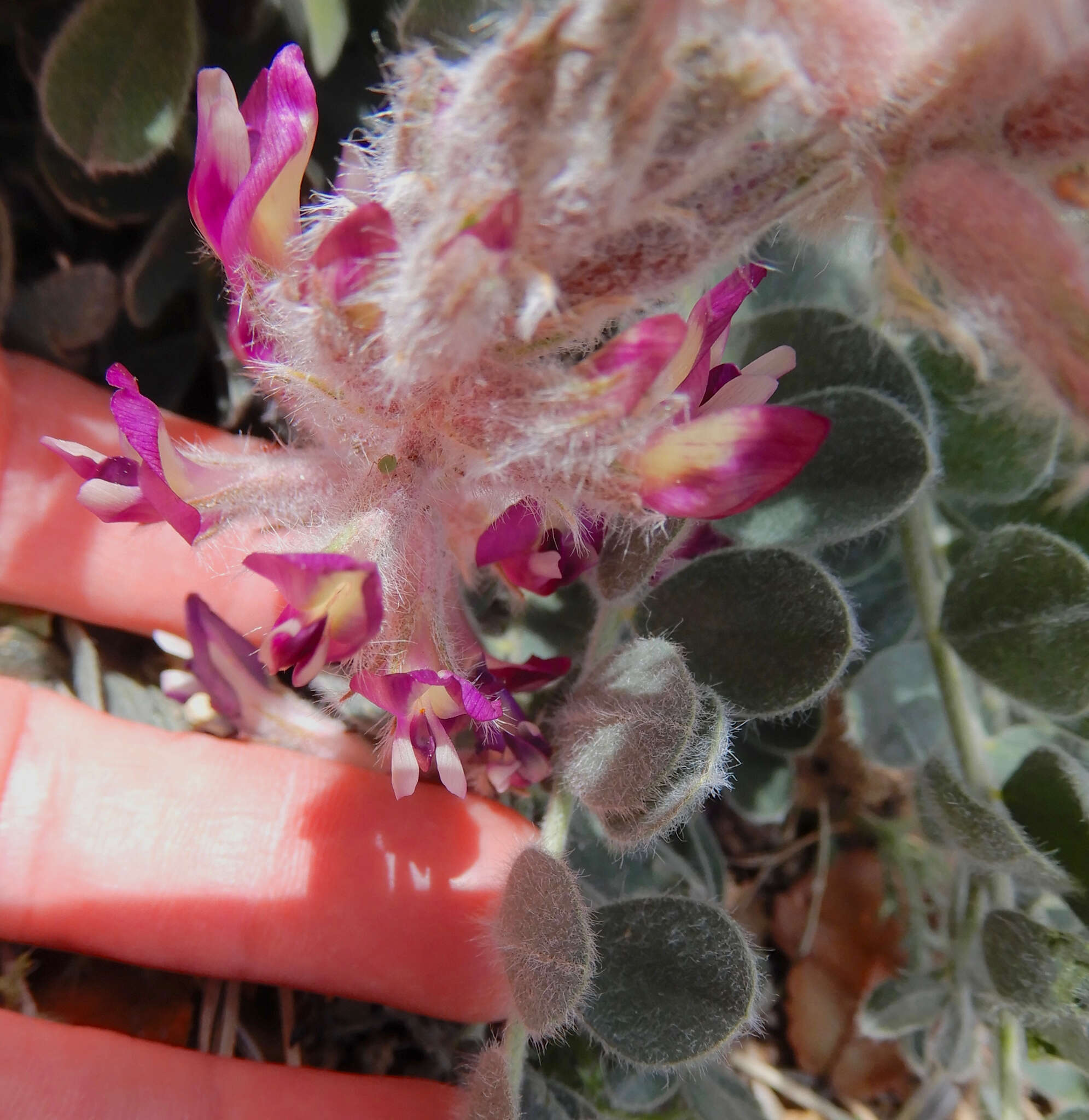 Image of woolly locoweed