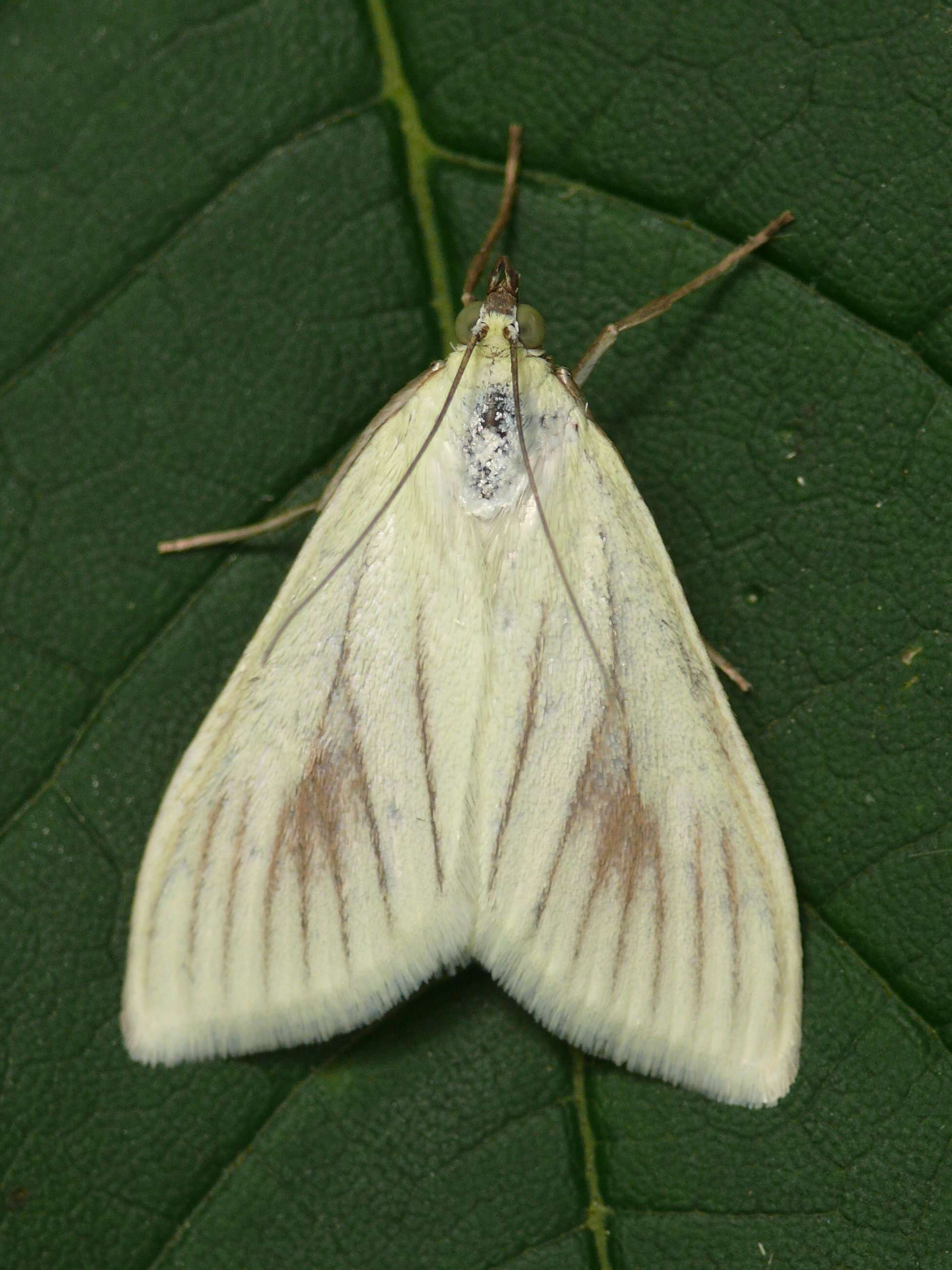 صورة Sitochroa palealis Schiffermüller