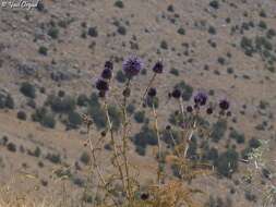 Imagem de Echinops gaillardotii Boiss.