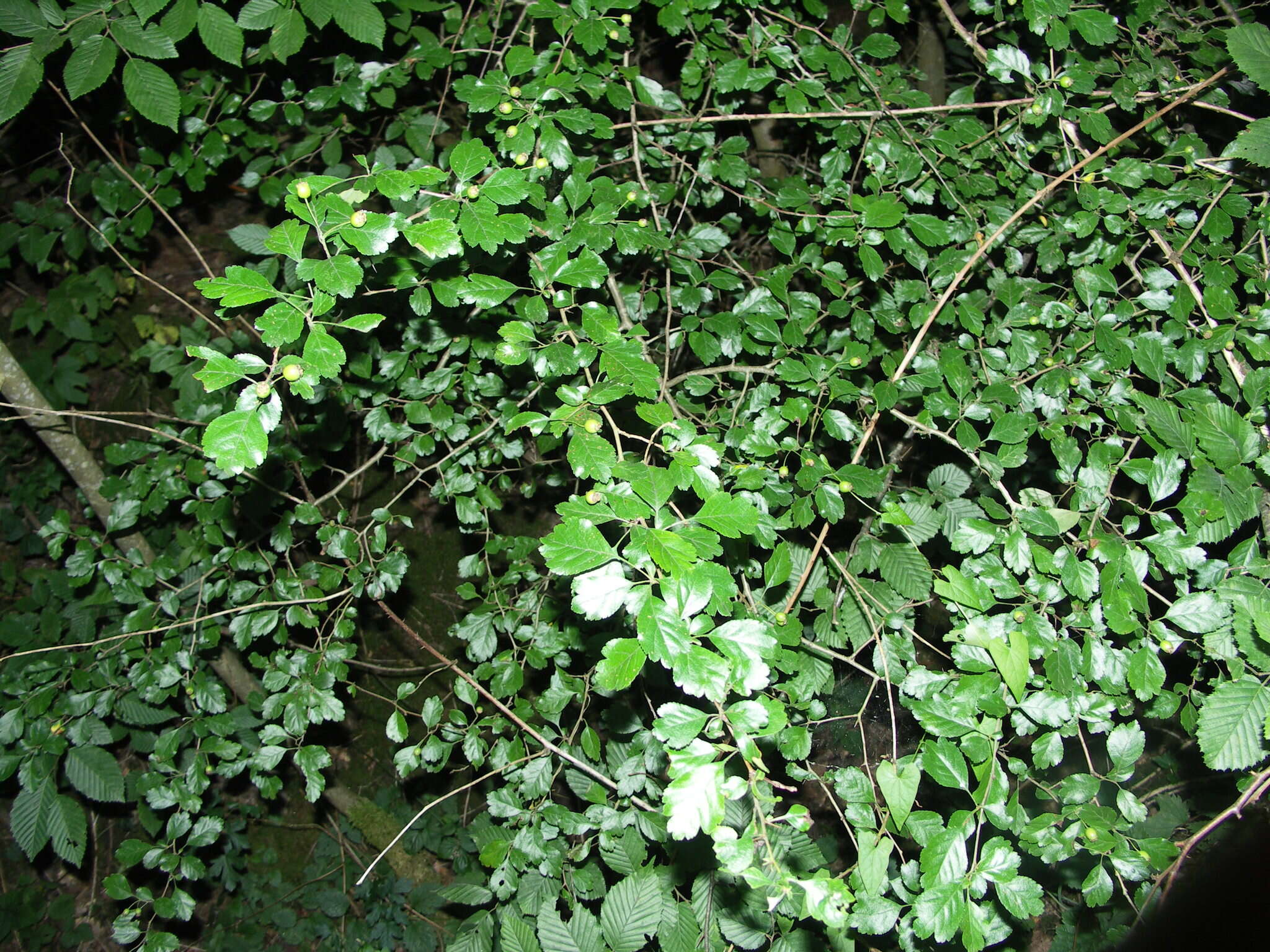 Imagem de Crataegus laevigata (Poir.) DC.