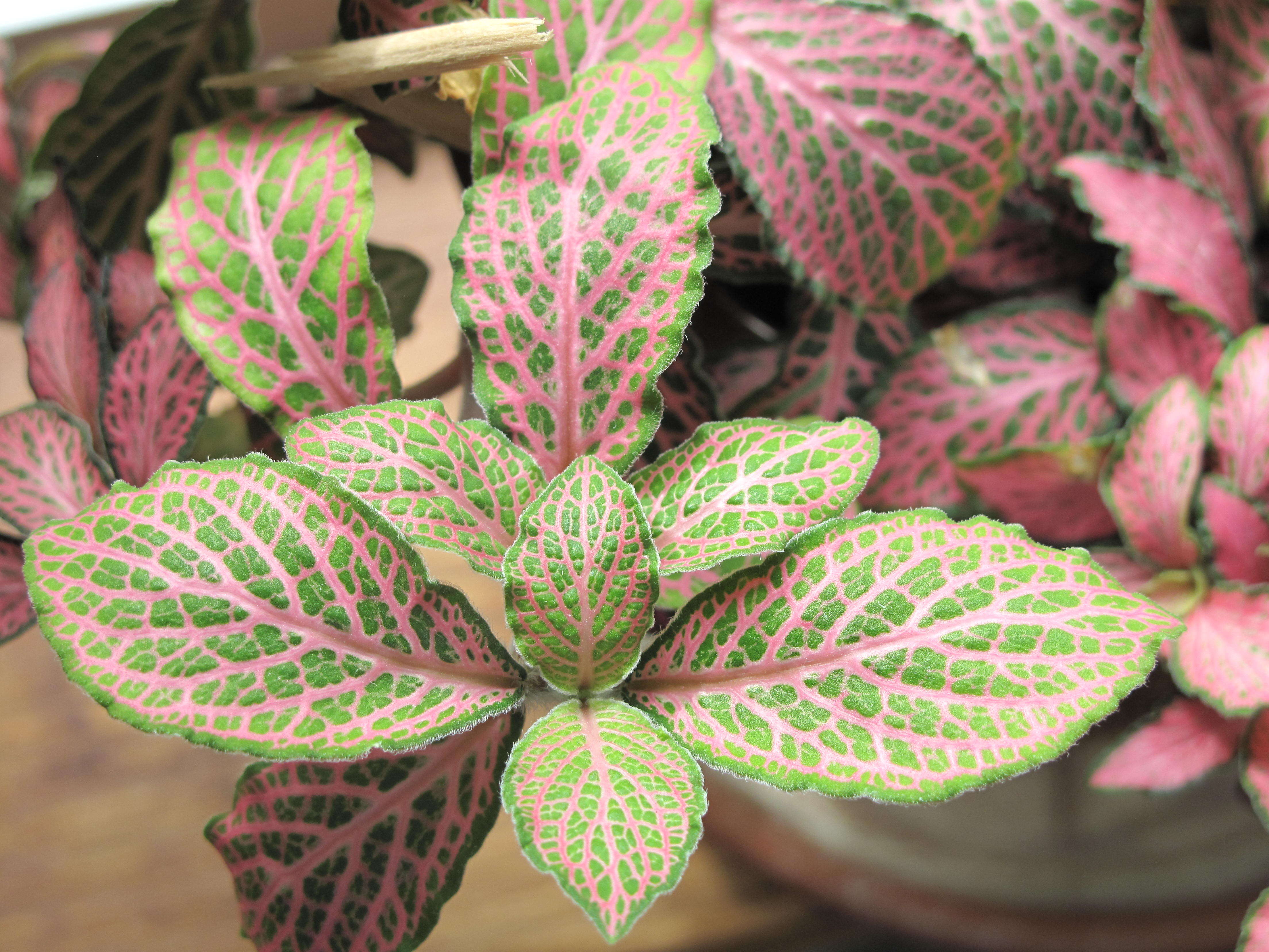 صورة Fittonia albivenis (Lindl. ex Veitch) R. K. Brummitt