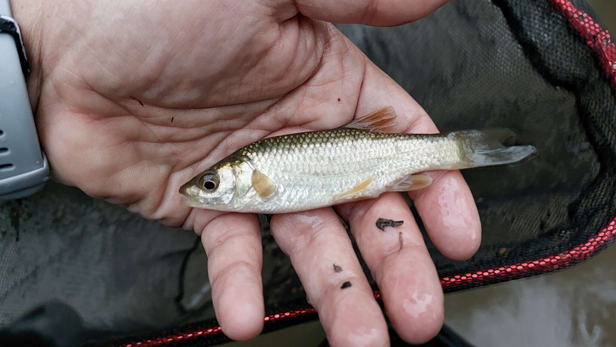 Sivun Squalius lucumonis (Bianco 1983) kuva