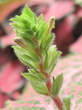 Image of Fittonia albivenis (Lindl. ex Veitch) R. K. Brummitt