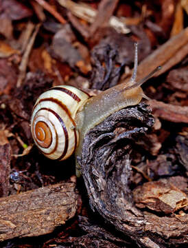 Image of White-lipped banded snail