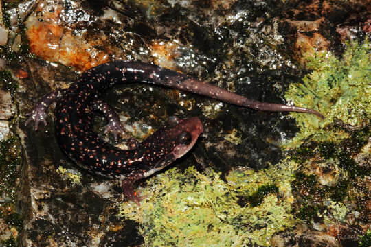 Image of Caddo Mountain Salamander