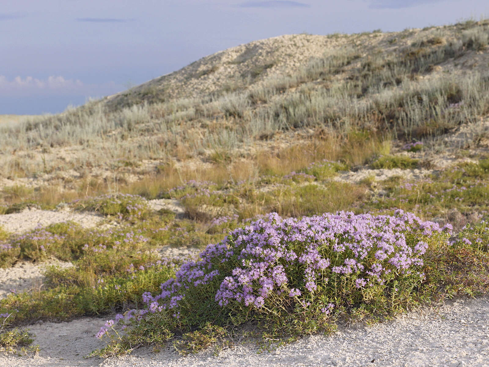 Image of Thymus kirgisorum Dubj.