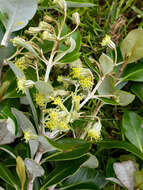 Olearia telmatica Heenan & de Lange resmi