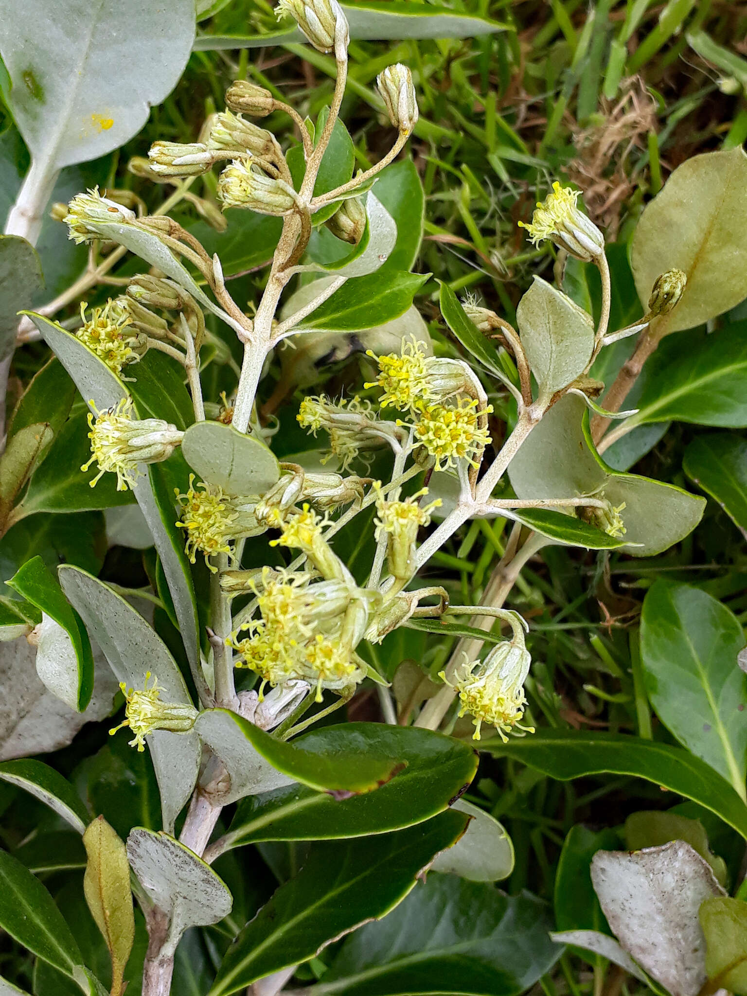 Olearia telmatica Heenan & de Lange resmi