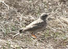 Image of Oriental Skylark