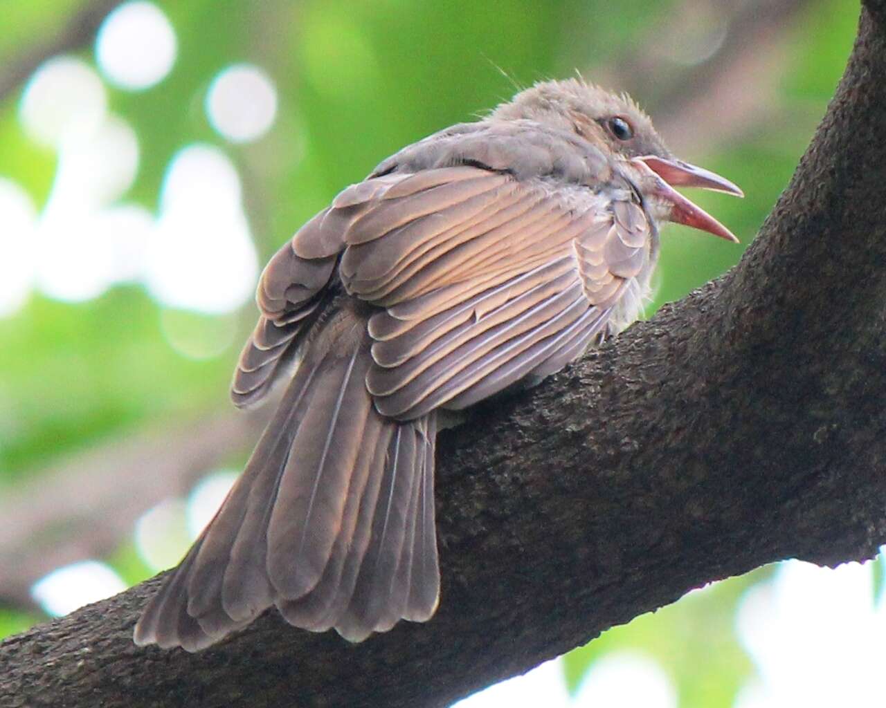 Image of Brown-eared Bulbul