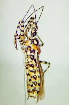 Image de Pselliopus ventus Brailovsky & Barrera 2004