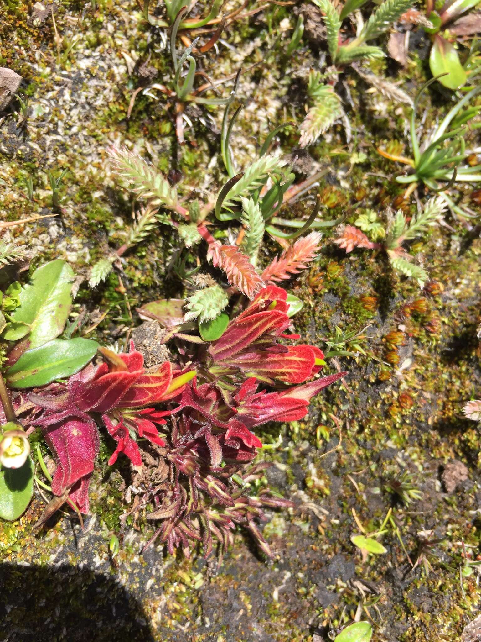 Image of Castilleja pumila (Benth.) Weddell