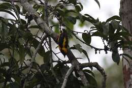 Image of Preuss's Golden-backed Weaver