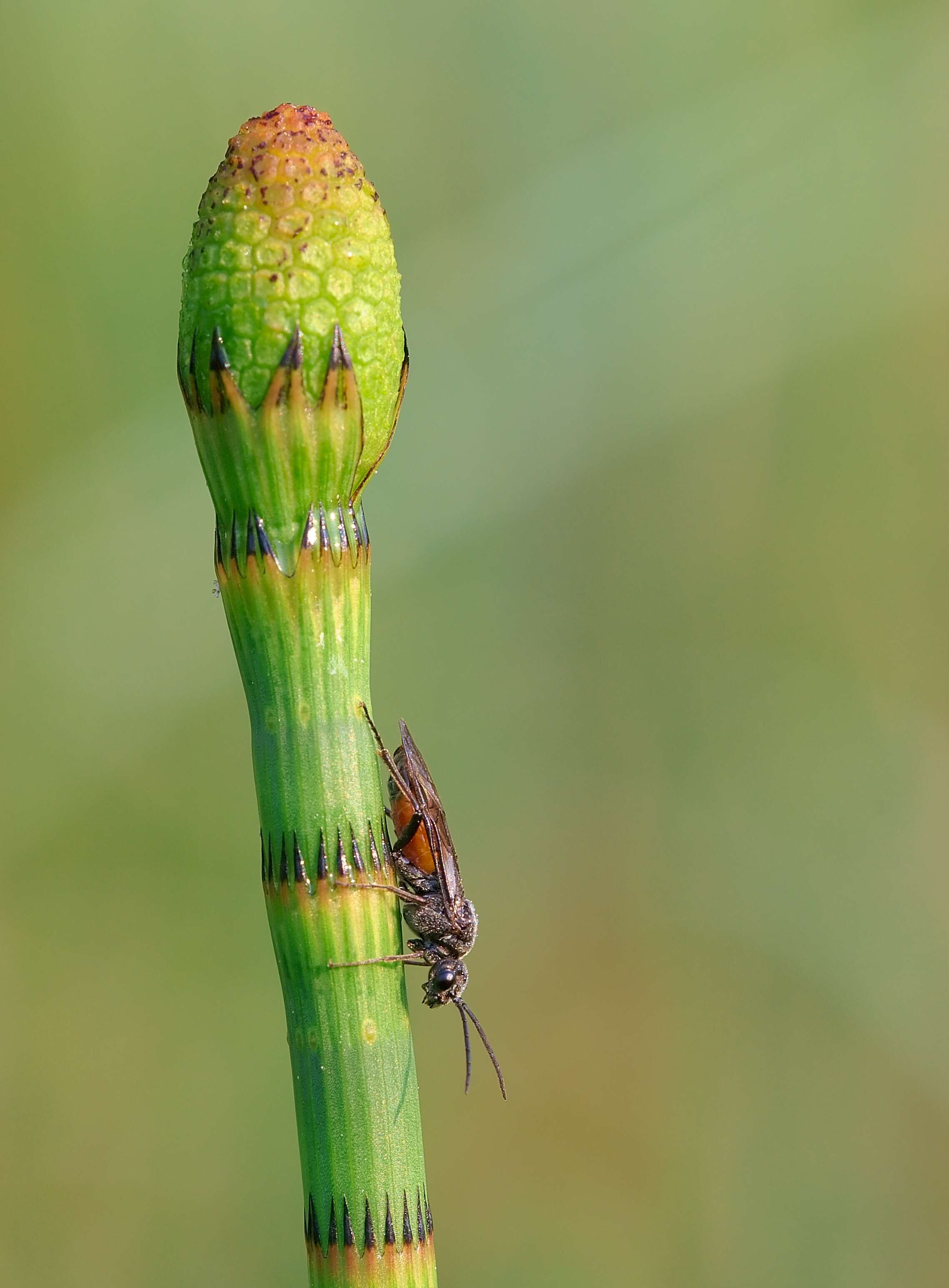 Image of Water Horsetail