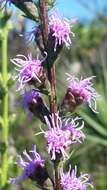 صورة Liatris spicata var. savannensis (Kral & G. L. Nesom) D. B. Ward