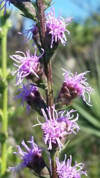 Image of savanna blazing star