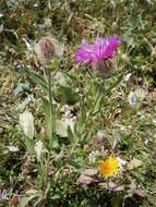 Centaurea nervosa Willd. resmi