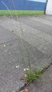 Image of smut grass