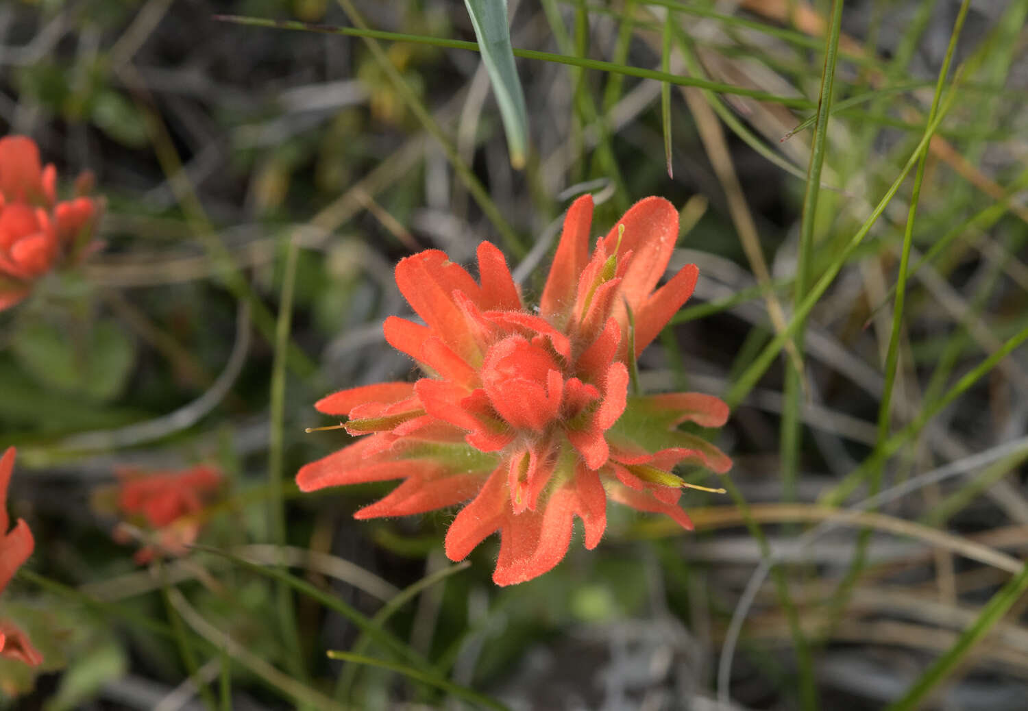 Image of short-lobe Indian paintbrush