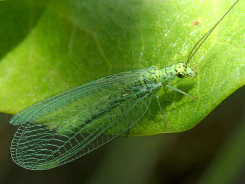 Image de Chrysopa abbreviata Curtis 1834