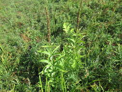 Image of Veronicastrum sibiricum (L.) Pennell