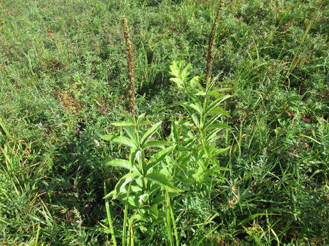 صورة Veronicastrum sibiricum (L.) Pennell