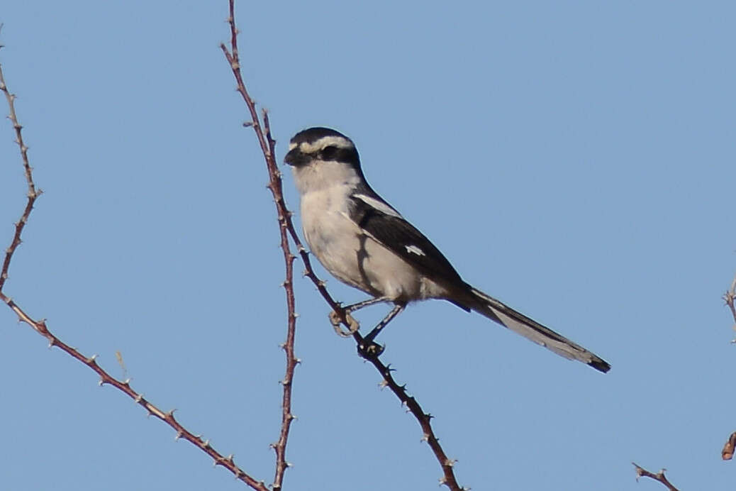 Image of Lanius collaris aridicolus Clancey 1955