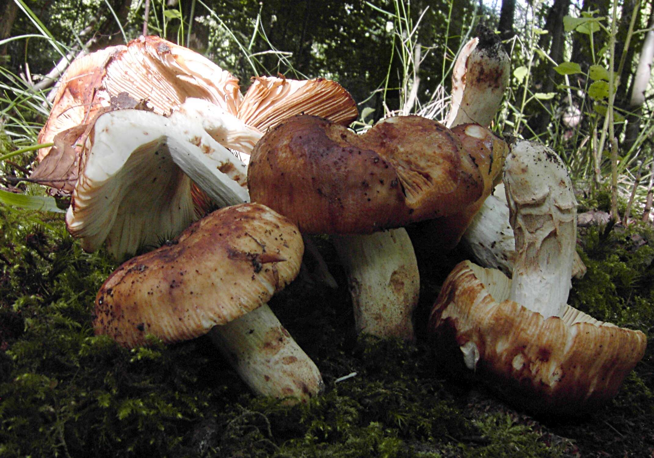 Image of Stinking Russula