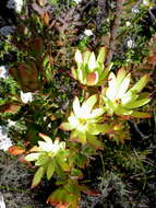 Sivun Leucadendron loeriense I. Williams kuva