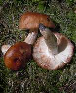 Image of Stinking Russula