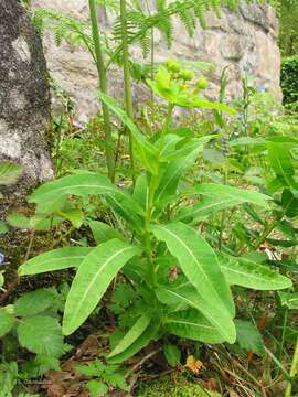 Euphorbia hyberna L. resmi