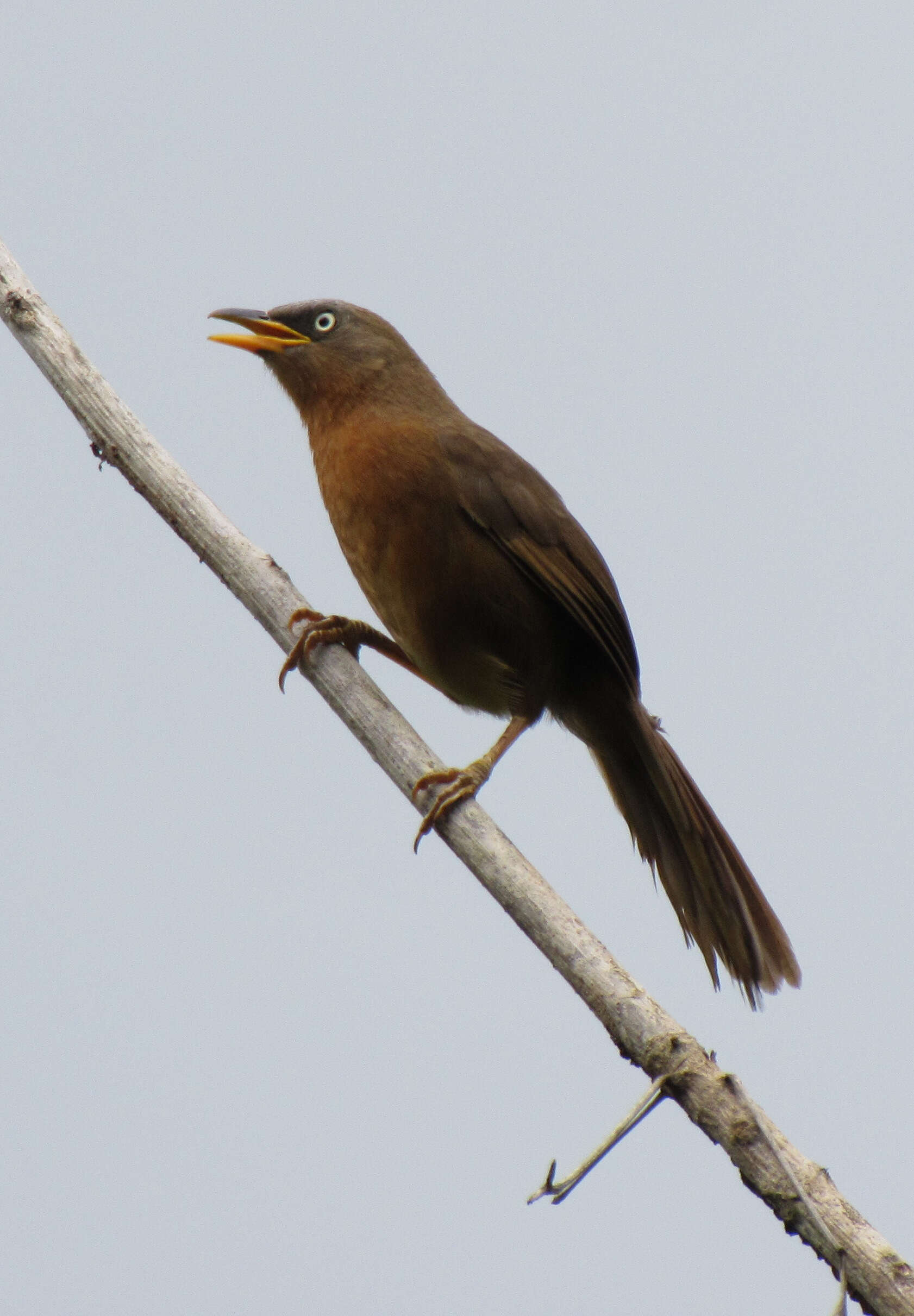 Image of Rufous Babbler