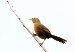 Image of Rufous Babbler