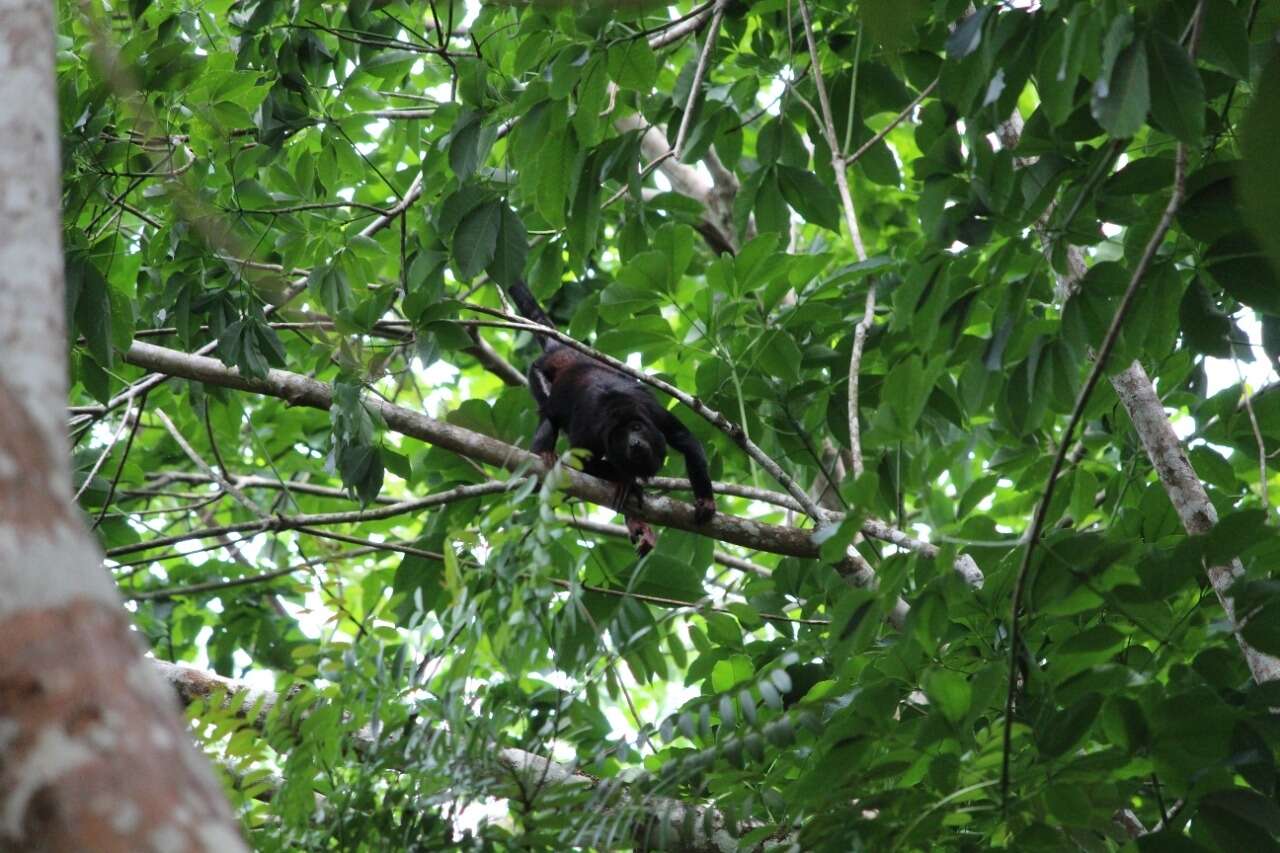 Image of Red-handed Howling Monkey