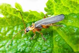 Imagem de Cantharis nigricans