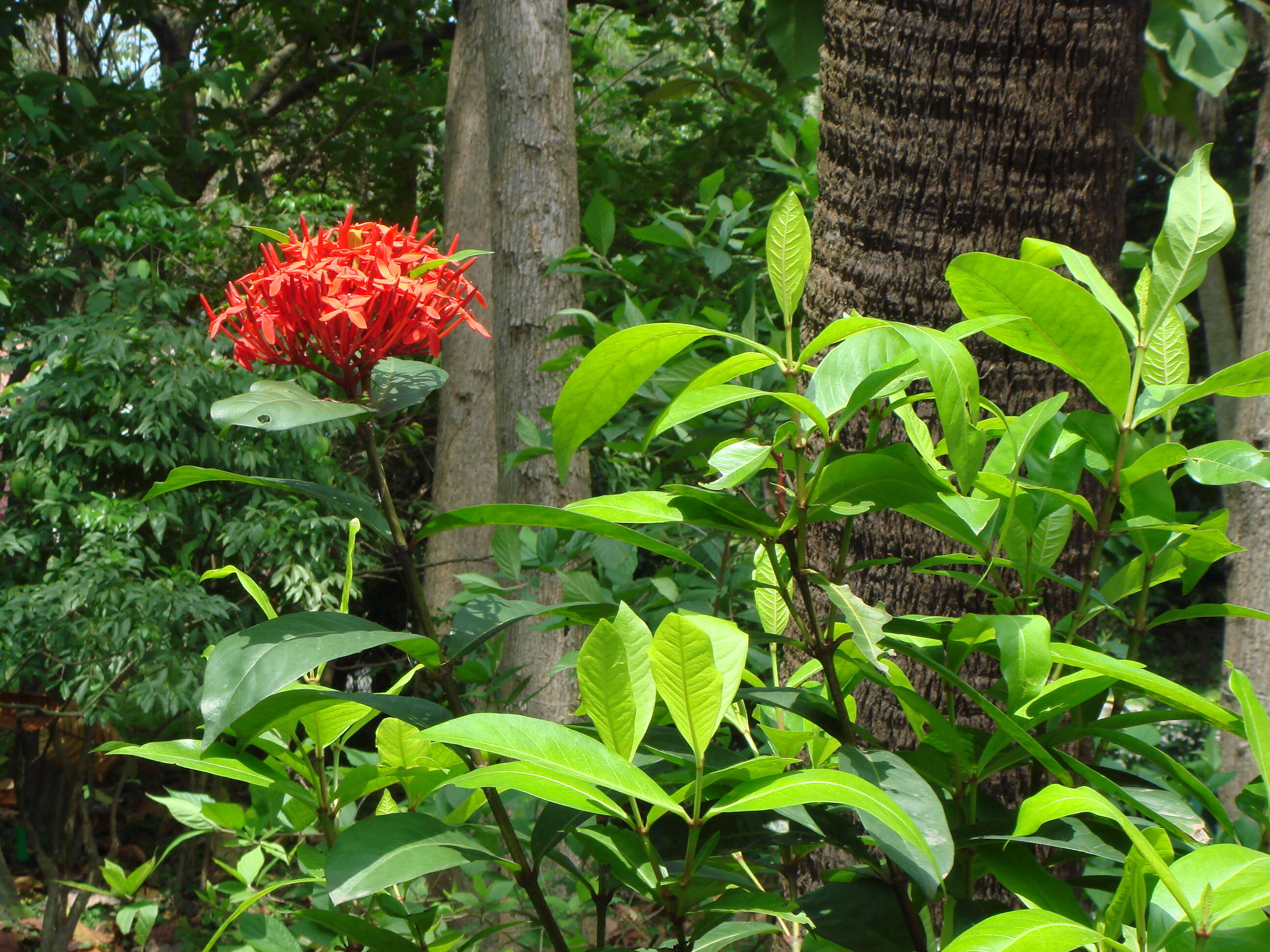 Image of ixora