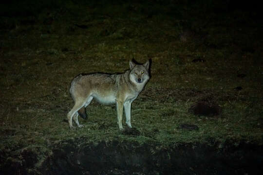 Plancia ëd Canis lupus filchneri (Matschie 1907)