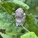 Image of African Foam-nest Treefrog